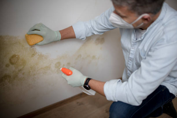 Best Mold Removal Near Me  in Richmond Heights, OH